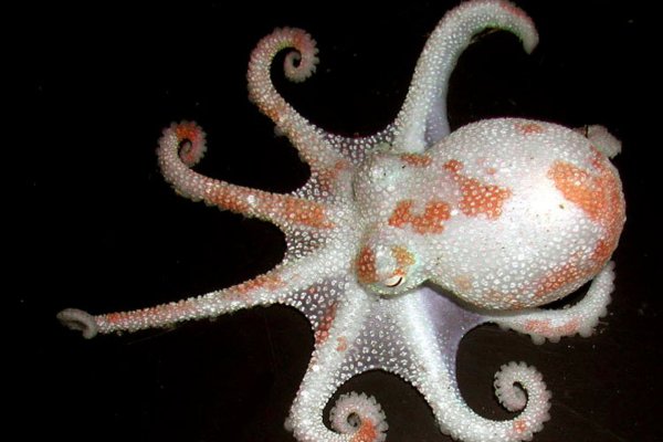 Kraken ссылка tor официальный сайт